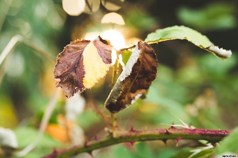Why Are My Rose Leaves Turning Yellow?