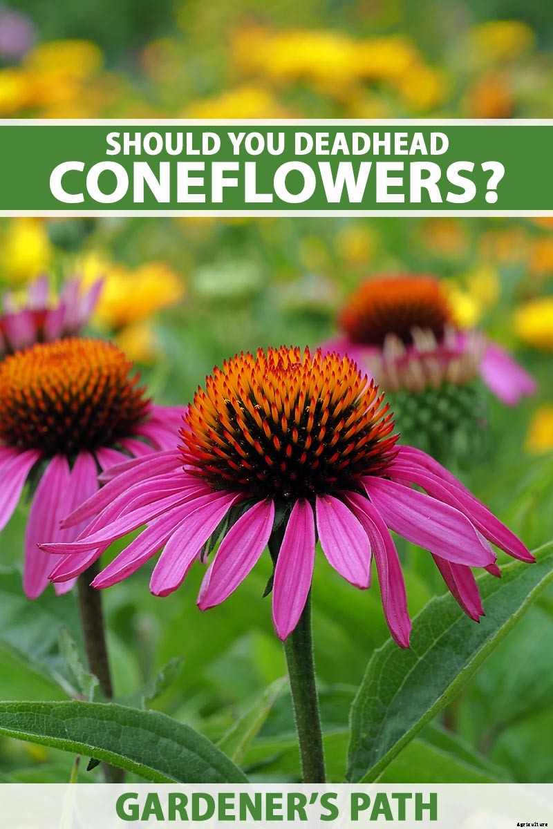 Should You Deadhead Coneflowers?
