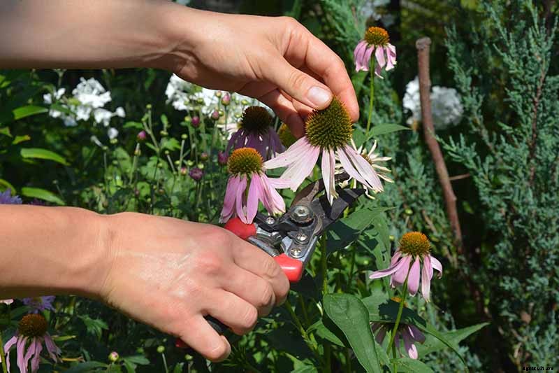 Should You Deadhead Coneflowers?
