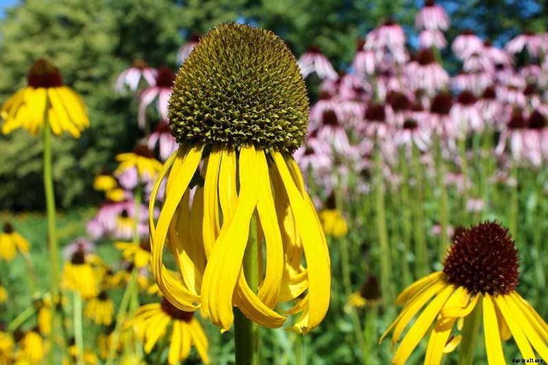 Should You Deadhead Coneflowers?