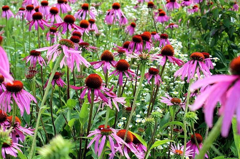 Should You Deadhead Coneflowers?