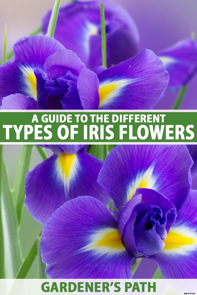 Types of Irises: A Guide to Iris Classification and Flowering Sequence