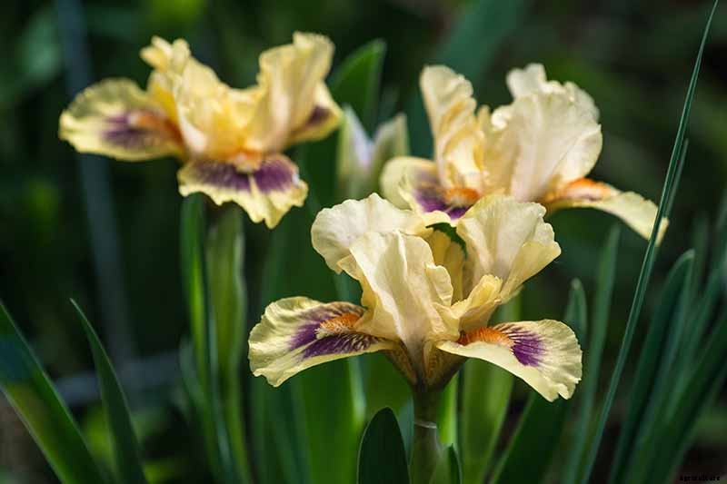 Types of Irises: A Guide to Iris Classification and Flowering Sequence
