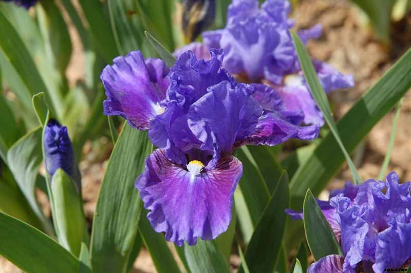 Types of Irises: A Guide to Iris Classification and Flowering Sequence