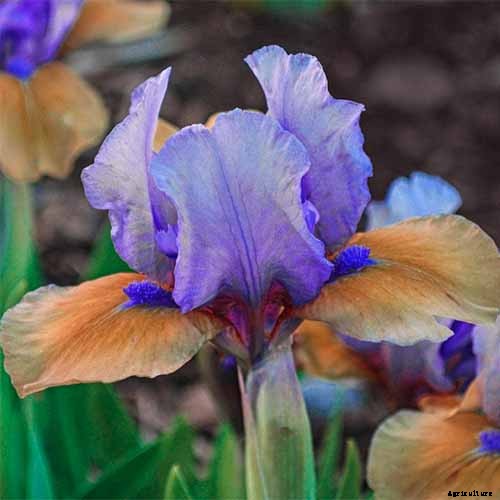 Types of Irises: A Guide to Iris Classification and Flowering Sequence