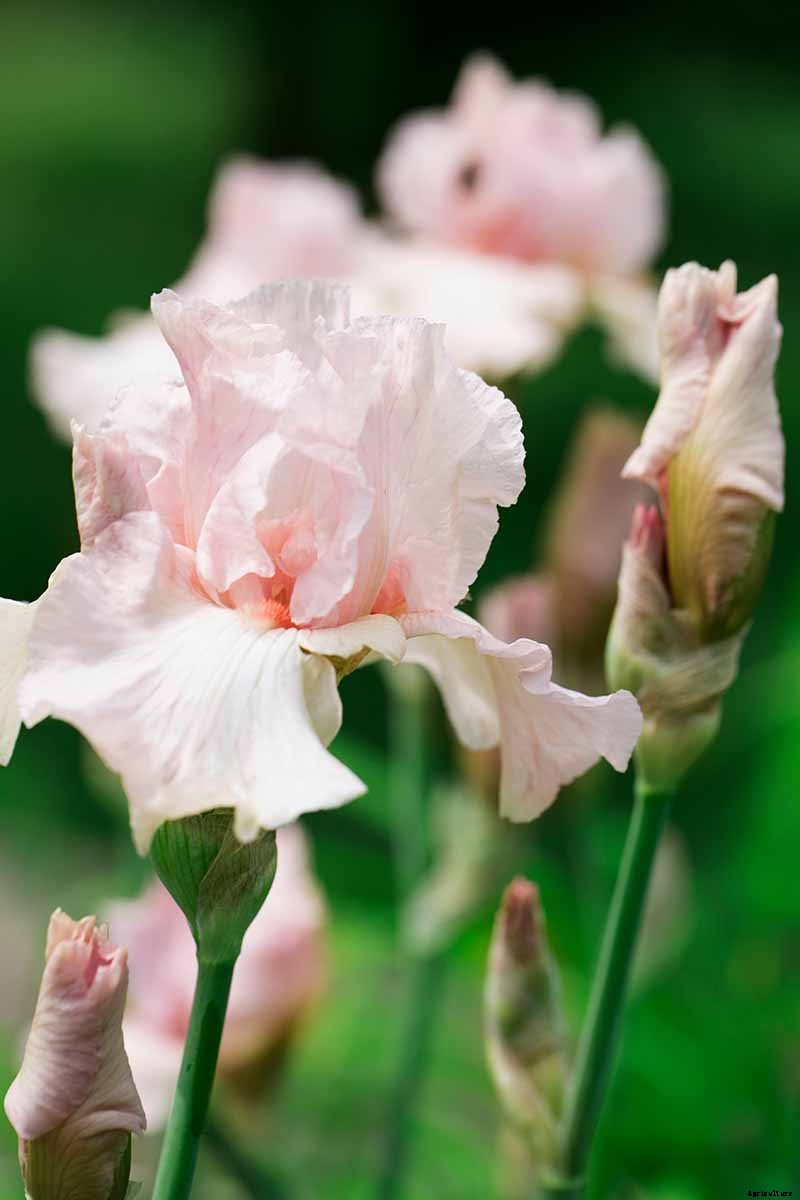 Types of Irises: A Guide to Iris Classification and Flowering Sequence