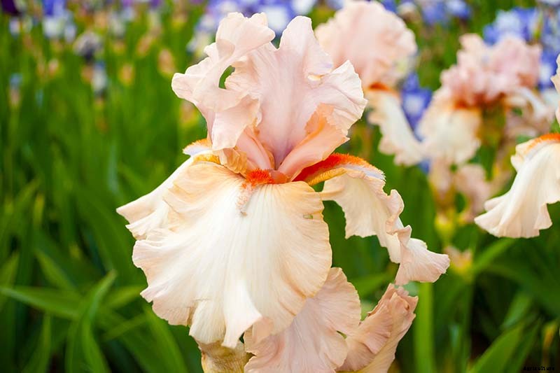 Types of Irises: A Guide to Iris Classification and Flowering Sequence