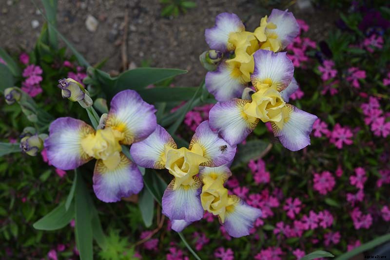 Types of Irises: A Guide to Iris Classification and Flowering Sequence