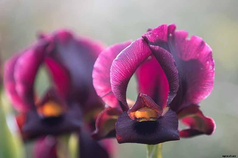 Types of Irises: A Guide to Iris Classification and Flowering Sequence