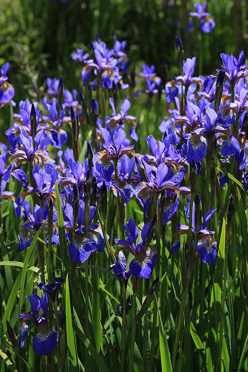 Types of Irises: A Guide to Iris Classification and Flowering Sequence