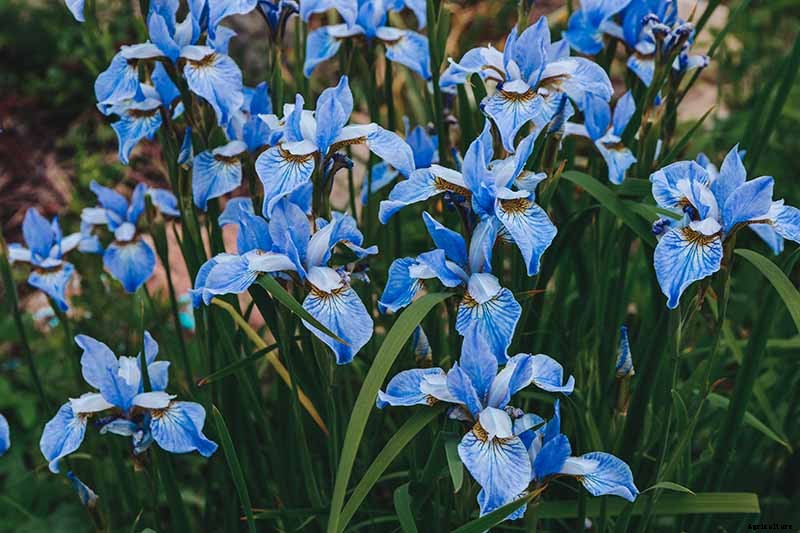 Types of Irises: A Guide to Iris Classification and Flowering Sequence