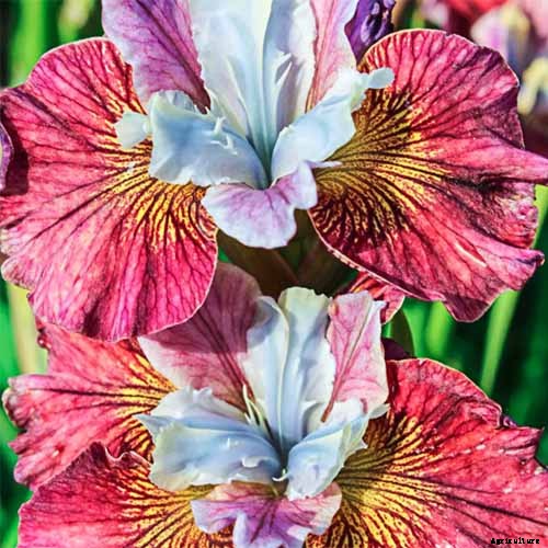 Types of Irises: A Guide to Iris Classification and Flowering Sequence