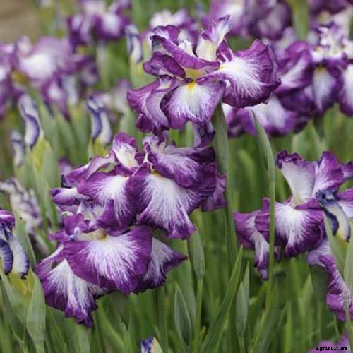 Types of Irises: A Guide to Iris Classification and Flowering Sequence