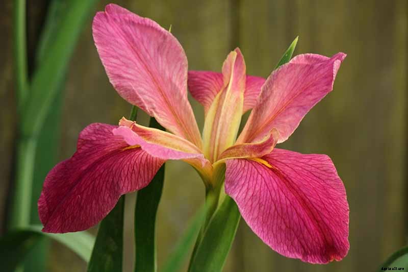 Types of Irises: A Guide to Iris Classification and Flowering Sequence