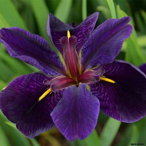 Types of Irises: A Guide to Iris Classification and Flowering Sequence