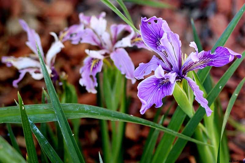 Types of Irises: A Guide to Iris Classification and Flowering Sequence