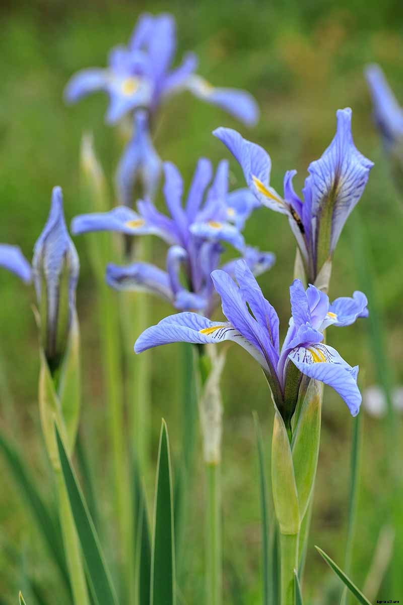 Types of Irises: A Guide to Iris Classification and Flowering Sequence