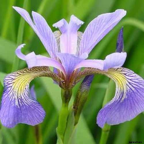 Types of Irises: A Guide to Iris Classification and Flowering Sequence
