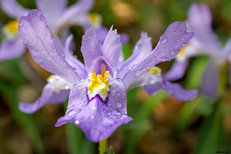 Types of Irises: A Guide to Iris Classification and Flowering Sequence