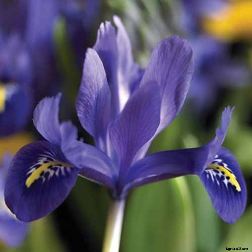 Types of Irises: A Guide to Iris Classification and Flowering Sequence