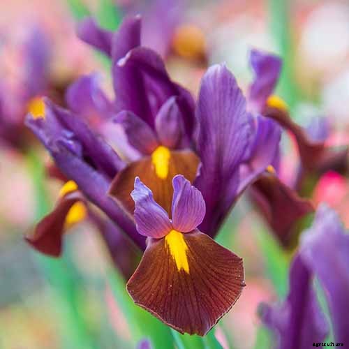 Types of Irises: A Guide to Iris Classification and Flowering Sequence