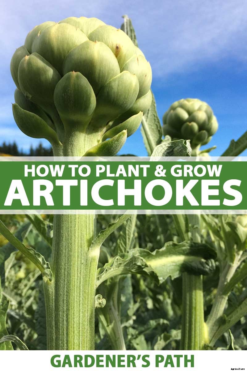 How to Plant and Grow Artichokes