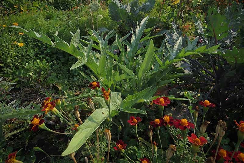 How to Plant and Grow Artichokes
