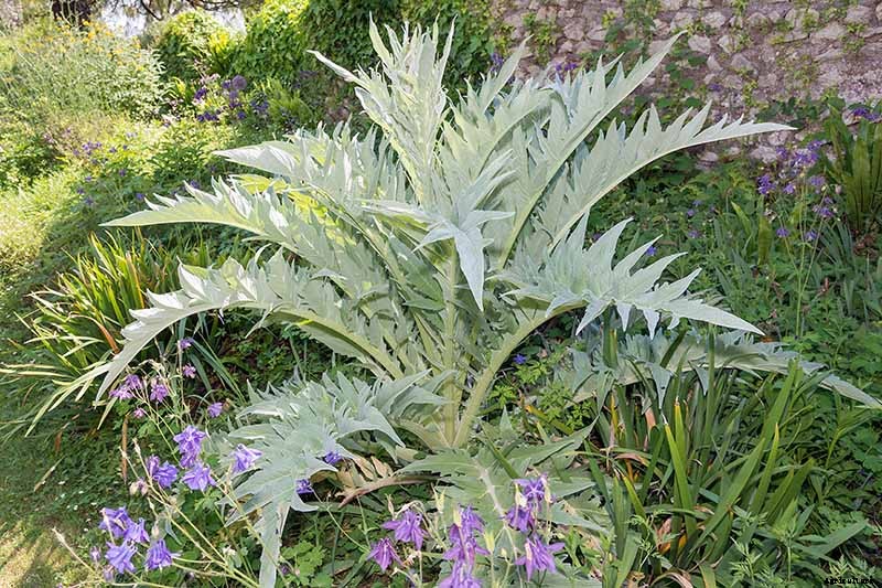 How to Plant and Grow Artichokes