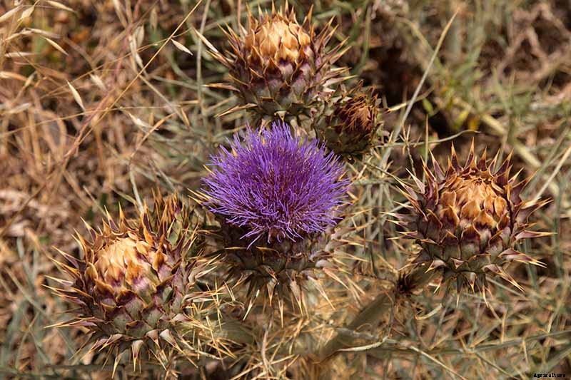 How to Plant and Grow Artichokes