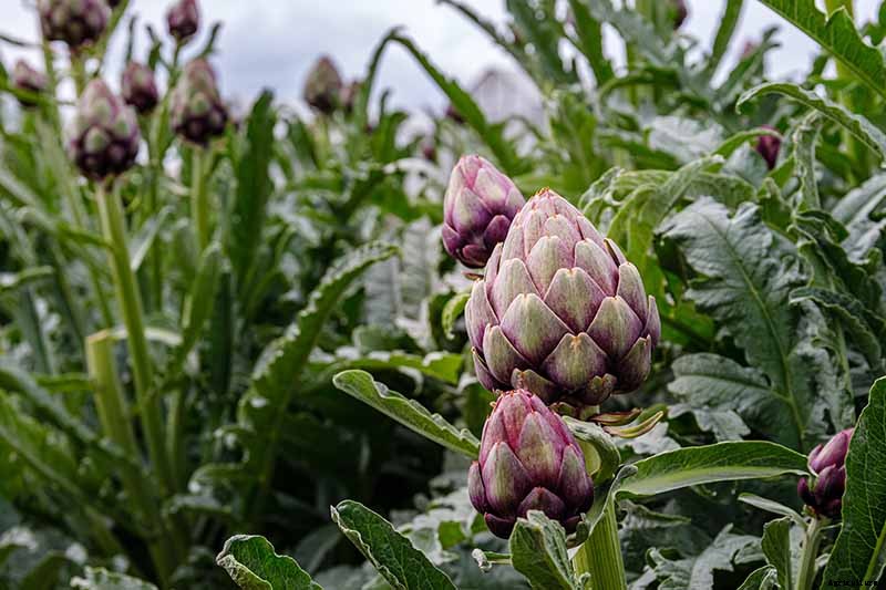 How to Plant and Grow Artichokes