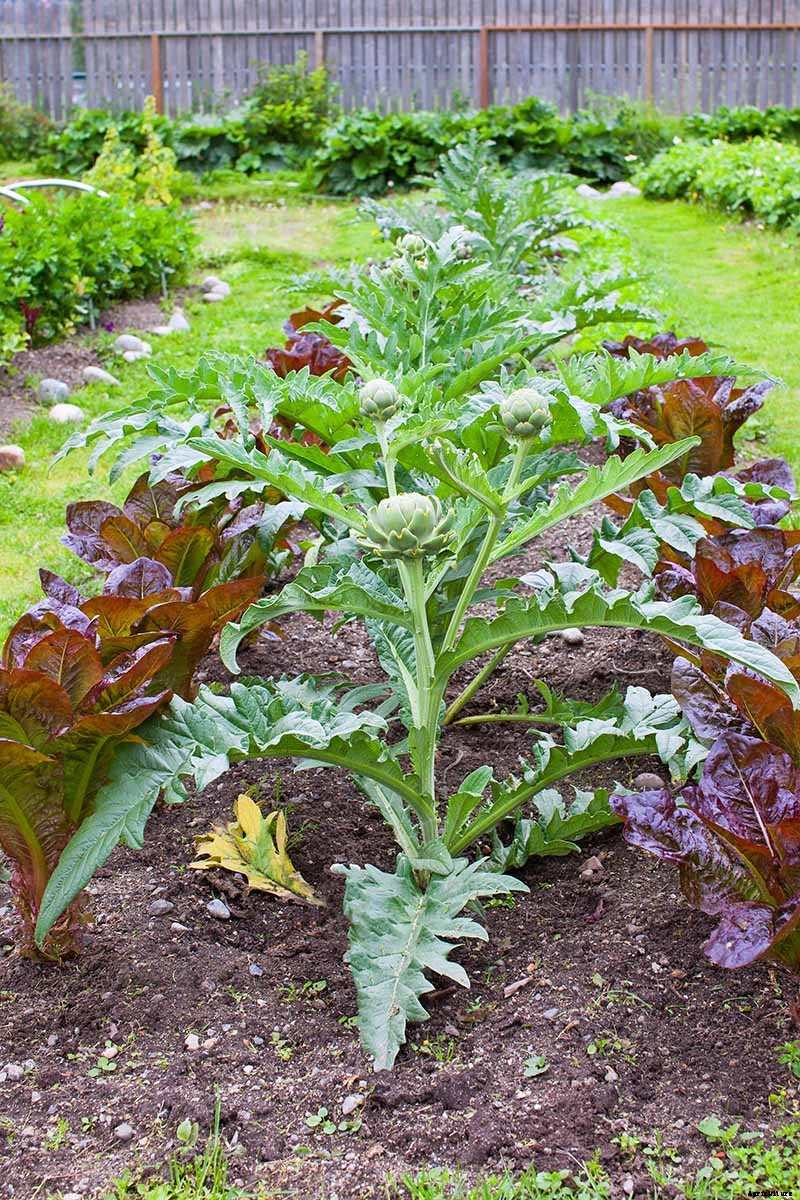 How to Plant and Grow Artichokes
