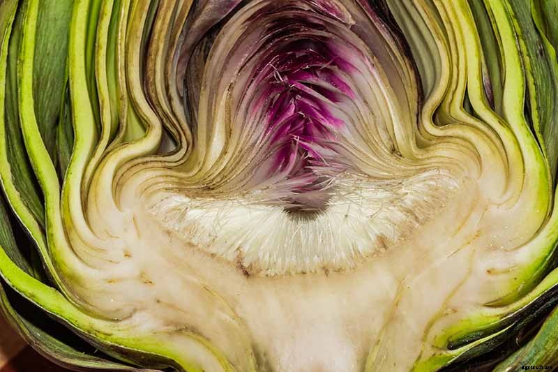 How to Plant and Grow Artichokes