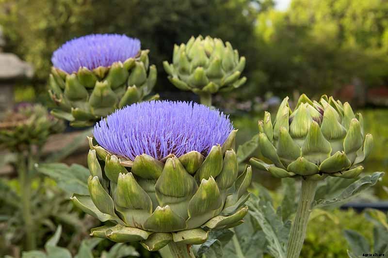 How to Plant and Grow Artichokes
