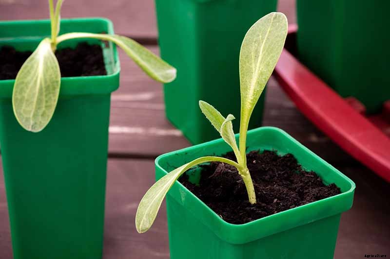 How to Plant and Grow Artichokes