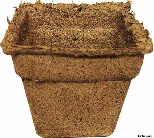 How to Plant and Grow Artichokes