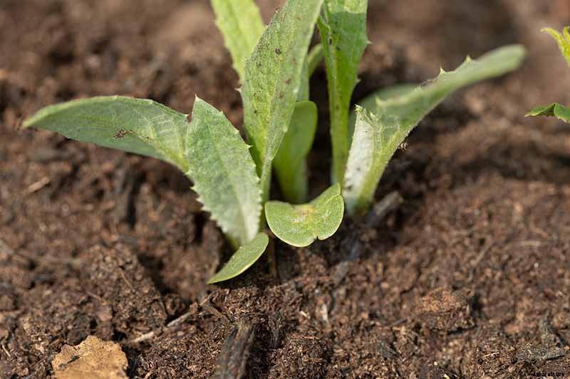 How to Plant and Grow Artichokes