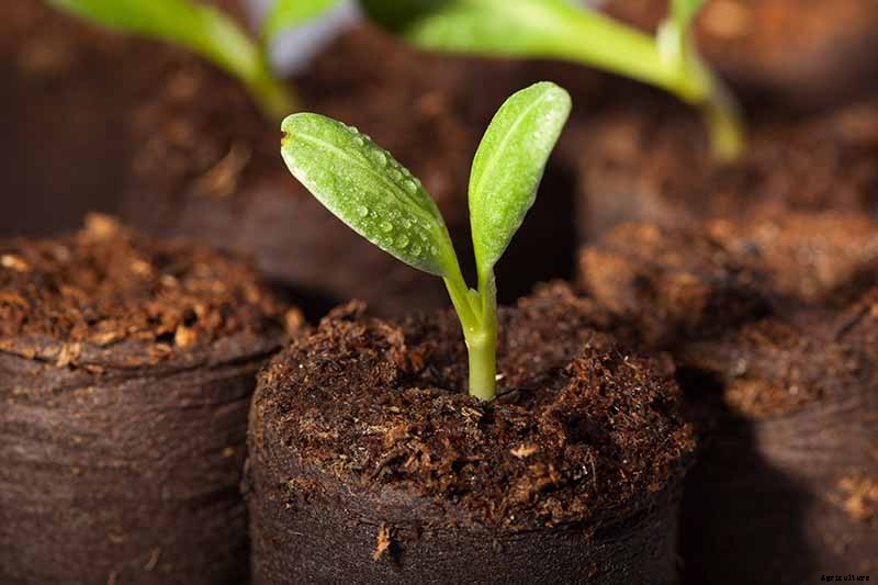 How to Plant and Grow Artichokes