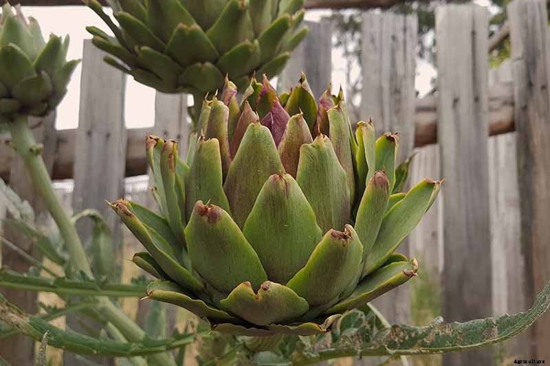 How to Plant and Grow Artichokes
