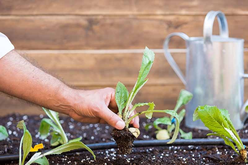 How to Plant and Grow Artichokes