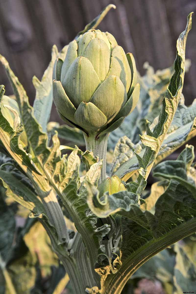 How to Plant and Grow Artichokes