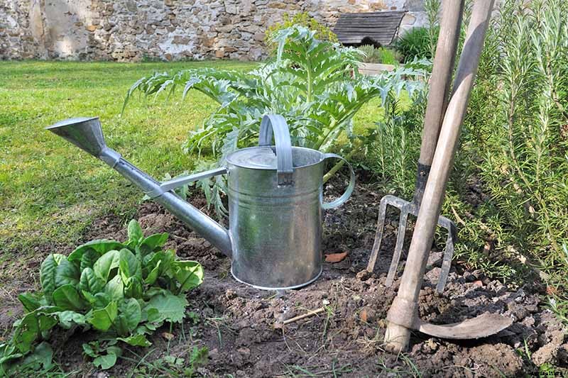 How to Plant and Grow Artichokes