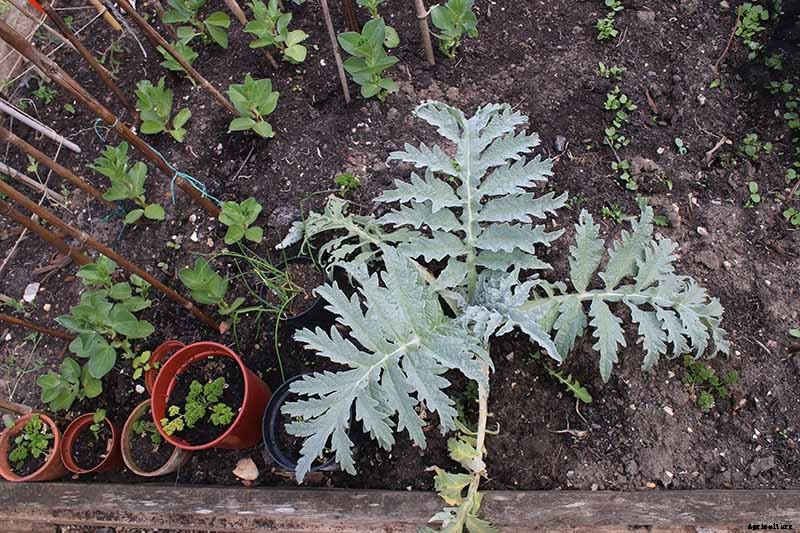 How to Plant and Grow Artichokes
