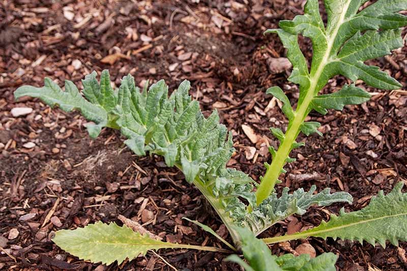 How to Plant and Grow Artichokes