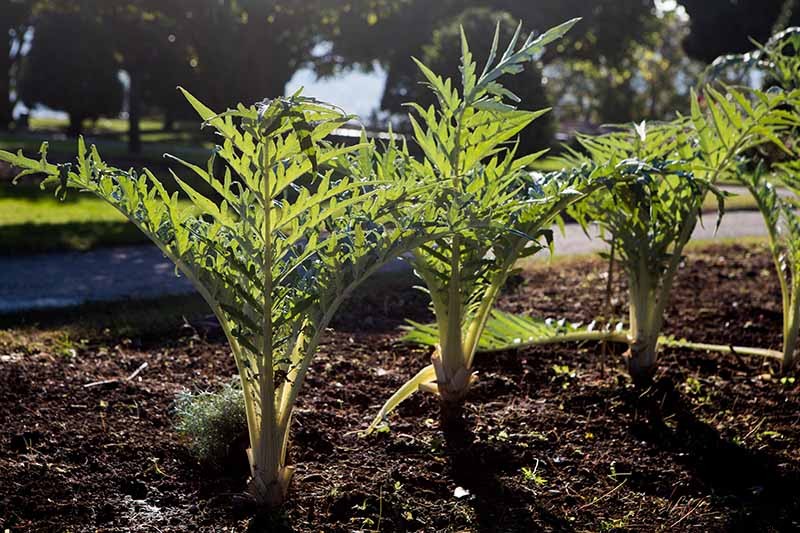 How to Plant and Grow Artichokes