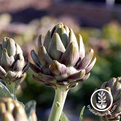 How to Plant and Grow Artichokes