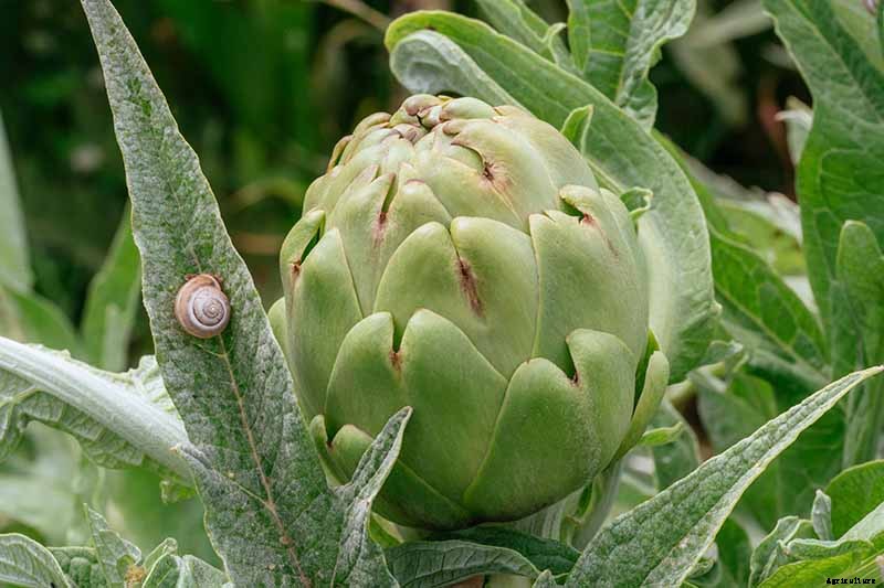 How to Plant and Grow Artichokes