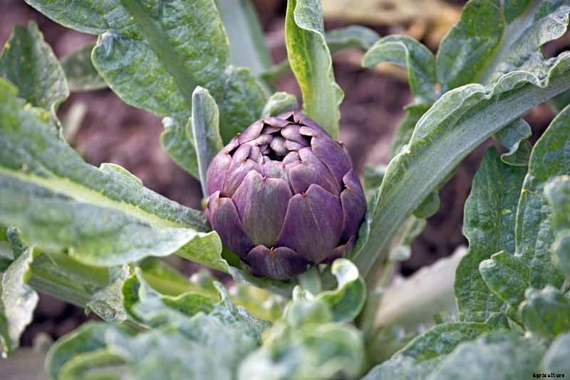 How to Plant and Grow Artichokes