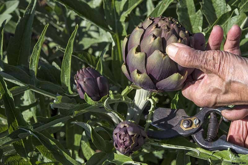 How to Plant and Grow Artichokes