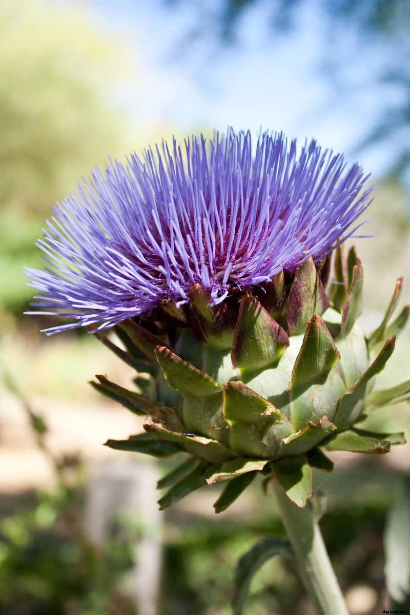 How to Plant and Grow Artichokes