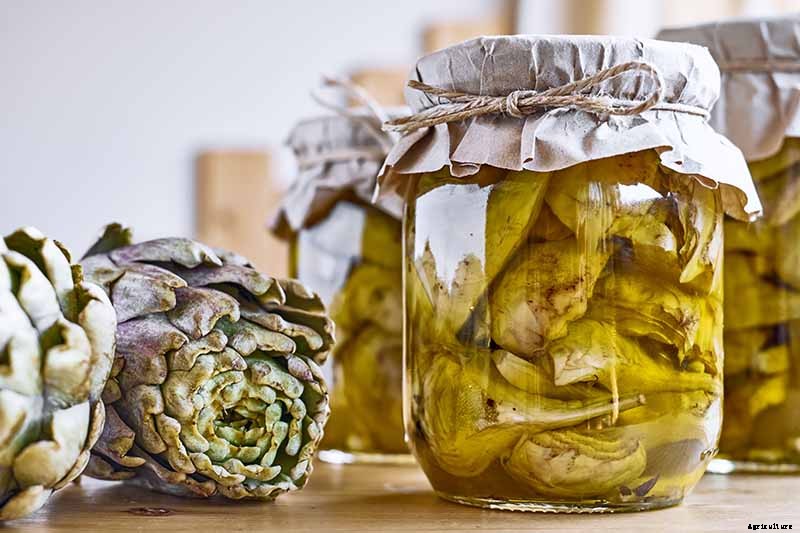 How to Plant and Grow Artichokes
